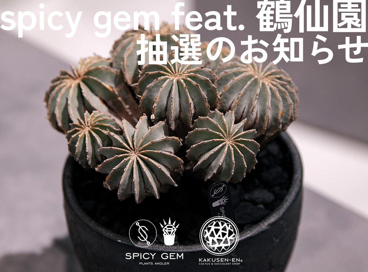 spicy gem feat. 鶴仙園 POP UP STORE at FIGURE HANARE