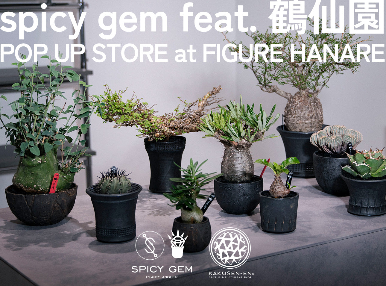 spicy gem feat. 鶴仙園 POP UP STORE at FIGURE HANARE